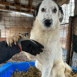 WHITE LADY - vermittelt LS