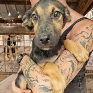 DIGORY (♂) - ausgereist zur SHR e.V.