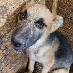 SENAN (♂) - ausgereist zur Schäferhundrettung e.V.