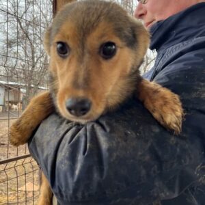 AMANDINE - ausgereist zum TST Rösrath