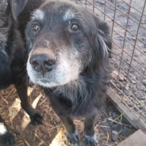 BAMBO - resignierter, zu dünner Senior - ausgereist zum TH Wannigsmühle