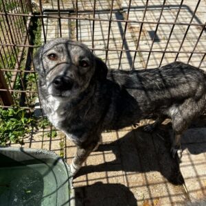 LARI (♀) - viel zu dünn, sehr verzweifelt - ausgereist zum TST Rösrath