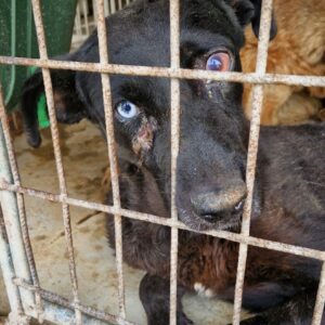 LENNIE (♂) - ausgereist zu Vierbeiner in Not