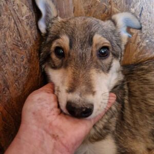 KOLJA (♂) - völlig überfordert, sollte dringend ausreisen - reserviert TH Gifhorn