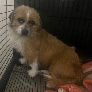 INUK - ausgereist zur Schäferhundrettung e.V.