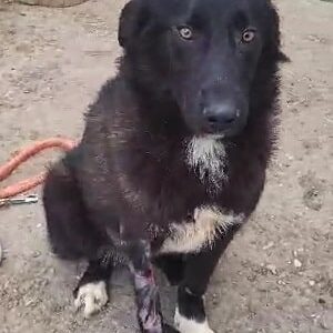 LOLLY (♀) - verletztes Bein - jetzt auf PDR PS im PLZ Bezirk 82 - vermittelt