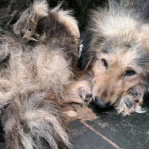 LORE (♀) - völlig resignierte Seniorin - evtl. Gesäugetumore - ausgereist zu Vierbeiner in Not