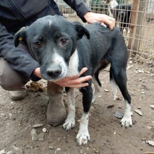 JONAH - auf PDR PS im PLZ Bezirk 94 *ausgereist*