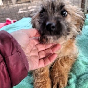 SVERRI (♂) - ausgereist zu Vierbeiner in Not (AL)