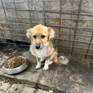 YVI (♀) - im Shelter sehr gestresst und überfordert - jetzt auf PDR PS im PLZ Bezirk 18 - vermittelt