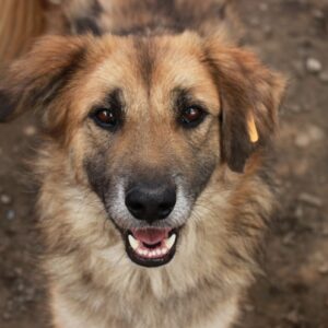 RUUDY - auf Pflegestelle PLZ 1 - vermittelt