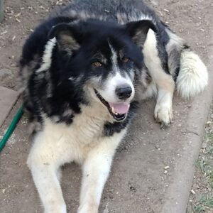 SMORRE - reserviert Manuela - vermittelt