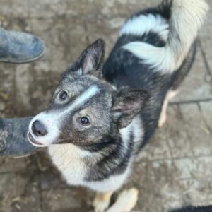 TINCHEN (♀) - ausgereist zur Pfotenhilfe Karlsruhe