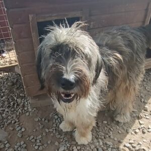 FUSSEL (♀) - vermittelt Manuela