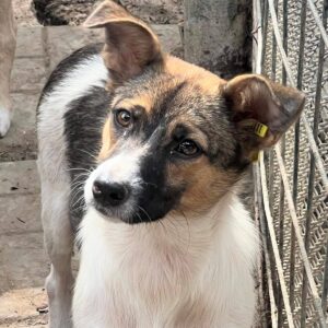 FAITE (♀) - auf PS im PLZ Bereich 34 (MH) - vermittelt