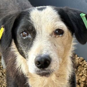 KIRSA (♀) - RBB 11/24