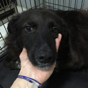 SKANNI - reserviert Tierhilfe Lebenswert DR - vermittelt