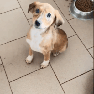 COPA - auf PDR PS im PLZ Bezirk 79 - vermittelt