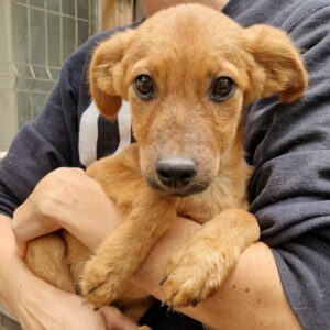 TACCO (♂) - auf PS im PLZ Bereich 54 - vermittelt