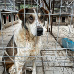 IKARUS (♂) - ausgereist zu Tiere brauchen Freunde