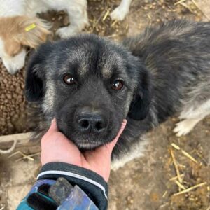 CLAYTON - reserviert Tierhilfe Lebenswert DR - vermittelt