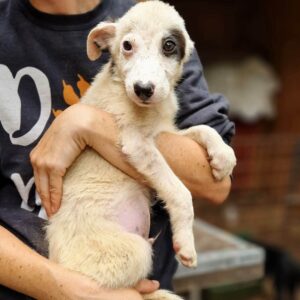 JASCHI (♂) - ausgereist zur Tierhilfe Lebenswert