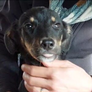 AMALA - ausgereist zu Vergessene Pfoten Stuttgart