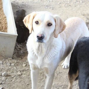 DONNY (♂) - seit mind. 2020 im Shelter