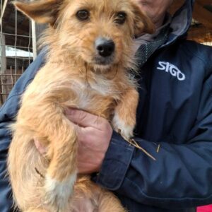 SIGRI (♀) - ausgereist zu Vierbeiner in Not (AL)