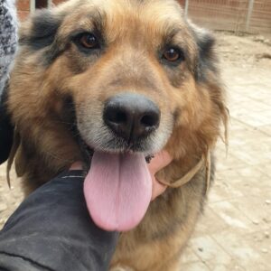 ABAYOMI - reserviert Manuela vermittelt