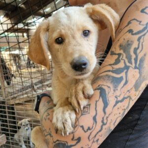 BILLY (♂) - auf PS im PLZ Bereich 33 - vermittelt