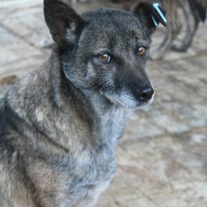 MARGO (♀) - als PDR GPH auf PDR PS (NE)