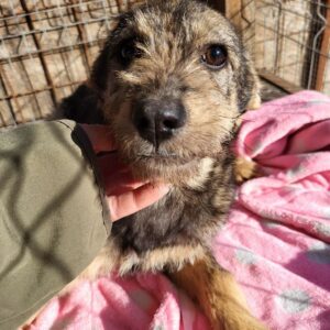 PRISE (♀) - sollte zeitnah ausreisen - vermittelt Kathleen Müller