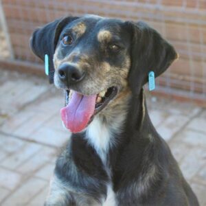 GIGOLO - vermisst 04/2023