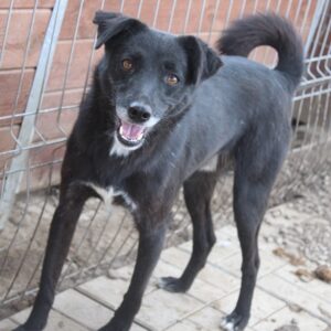 FARINO (♂) - seit mindestens 2019 im Shelter