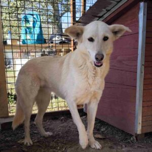 YADIRA - ausgereist zur Tierhilfe Lebenswert