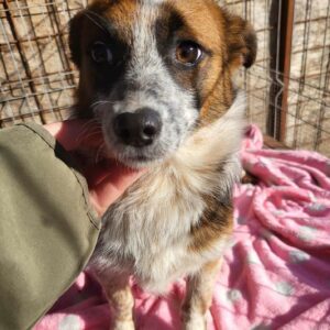 DAGGI (♀) - ausgereist zum TH Lingen