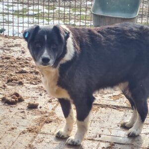 BOOMER - vermisst 04/2023