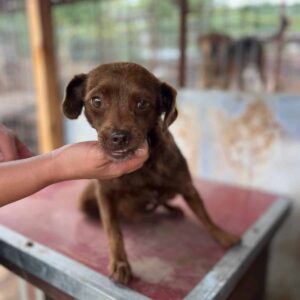 JIMINI (Jimson) - ausgereist zu TINO