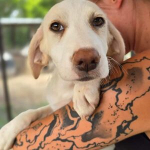 SOPHIA (♀) - vermittelt JW