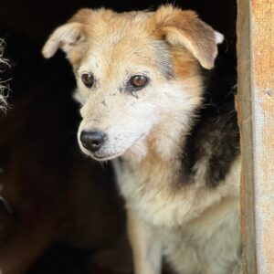 ENNA (♀) - seit mindestens 2017 im Shelter