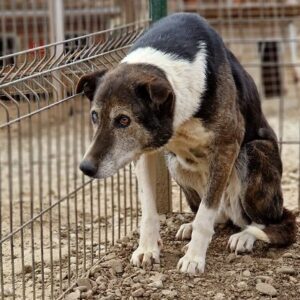 MANJA - reserviert NadineH vermittelt