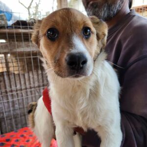 AWA (♀) - sollte zeitnah ausreisen - ausgereist zum TH Tuttlingen