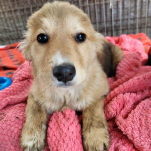 JUDITH (♀) - ausgereist zur Hundescheune Fläming