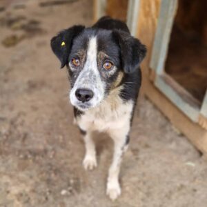 IMKE - reserviert Betty - vermittelt