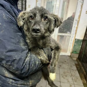 DAISY - ausgereist zu Second Chance dogs