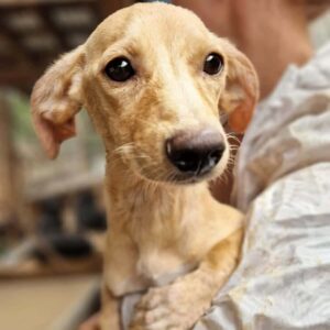 MIRACOLI (♀) - auf PS im PLZ Bereich 99 - vermittelt