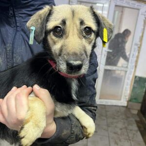 SKIPPA - auf PDR PS im PLZ Bezirk 76 - vermittelt