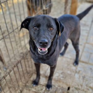 NAPOLEON (♂) - ausgereist zum TH Iserlohn (AL)