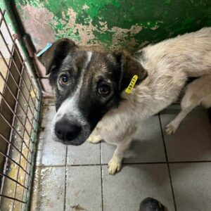 MATTHIS - ausgereist zum TH Tuttlingen